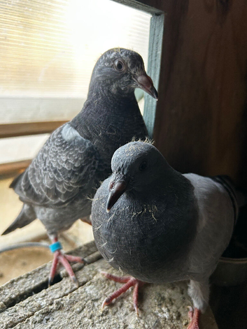 Pet / Homing Pigeons &pound;15 (per bird) ready NOW October 2026