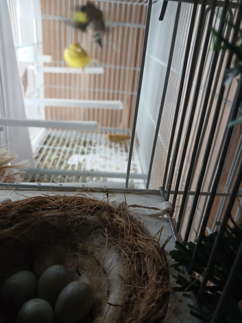 GOLDFINCH COCK AND CANARY HEN