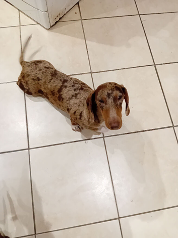 Choclate dapple female up to date with everything healthy good with kids and other dogs age 3