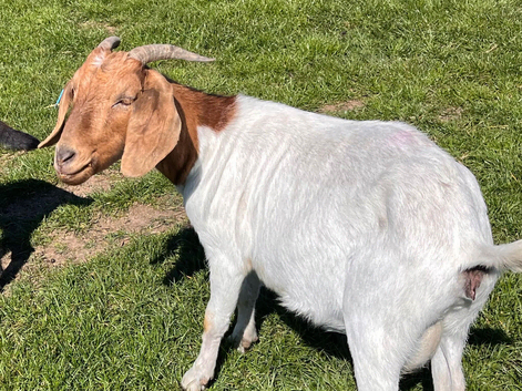 Boer Nannie goat. 3 year old