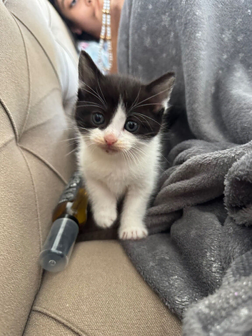 Three kittens, 8 weeks old, ready to go to their new homes.