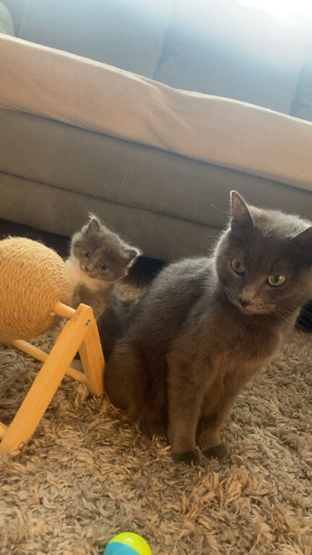 Kitten for sale