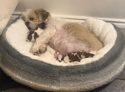 Shihtzu