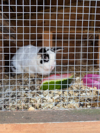 Rescued rabbits mixed ages and sexes