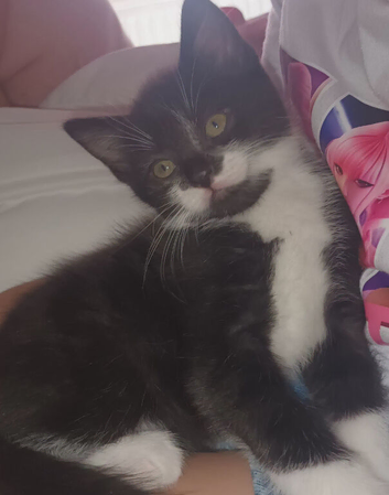 2 beautiful kittens needing homes