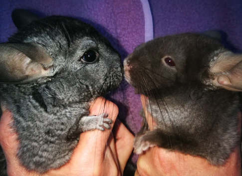 Chinchilla young male for sale in Southwest London, Middlesex