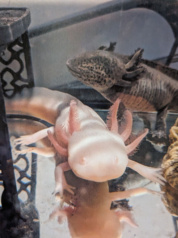 Wild&albino