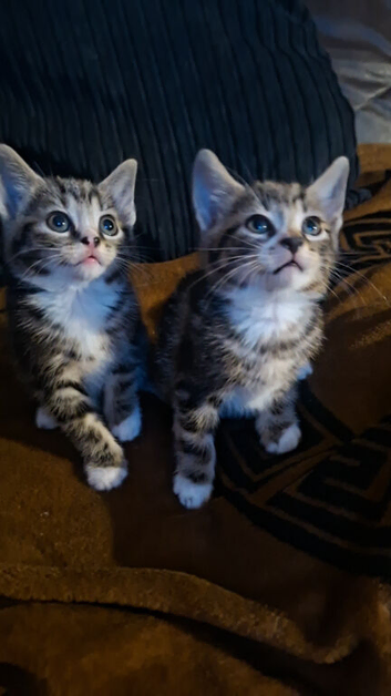 4 beautiful tabby kittens