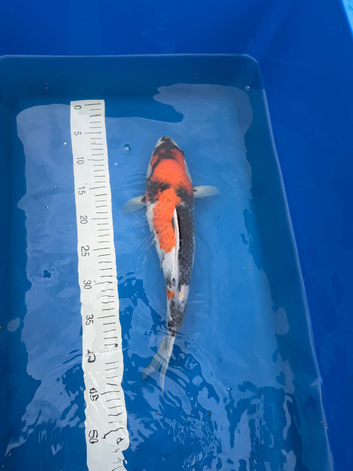 Koi for sale