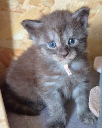 Maine Coon Kittens