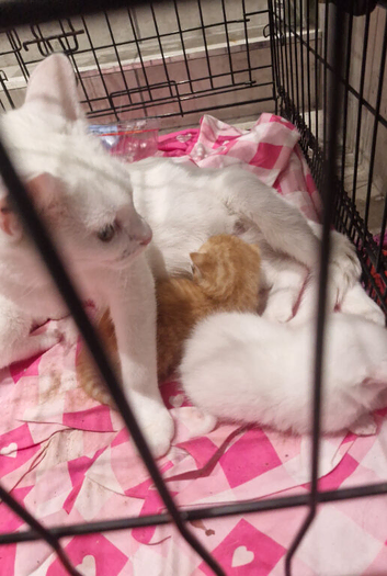 Kittens ready end of aug