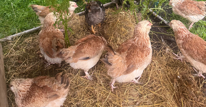 Faverell hens