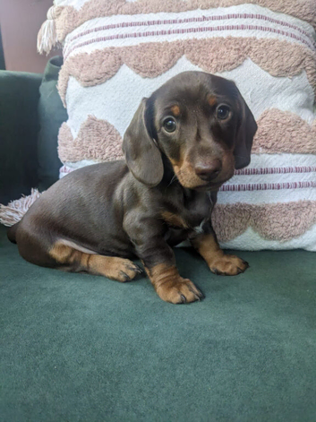 Gorgeous Chocolate Dachund boy puppy