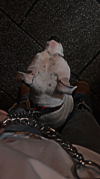 4 year old male staffy cross
