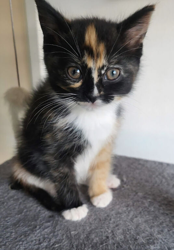 Beautiful kittens Ready for New Homes