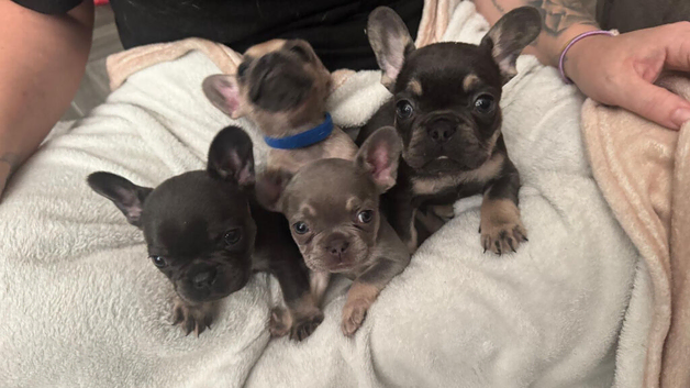 4 beautiful frenchie puppies