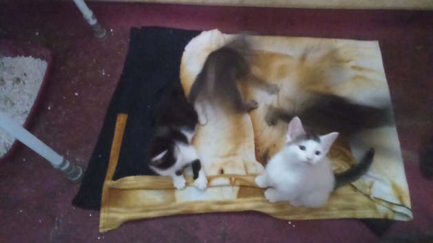 Lovely kittens