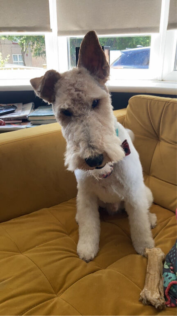 4yo Male CASTRATED Fox Terrier