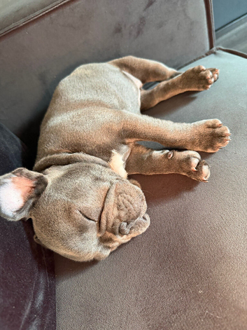 French bulldog blue