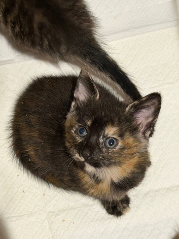 Kitten  two girls black tiger  with blue eyes and calico