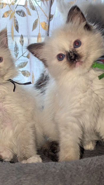 4 delightful ragdoll kittens looking for their families