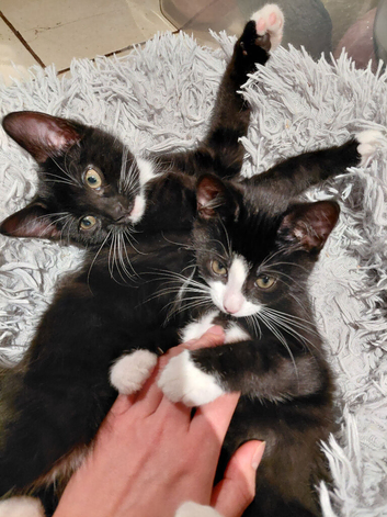 2 girls born 3rd Aug tuxedo kitten cute