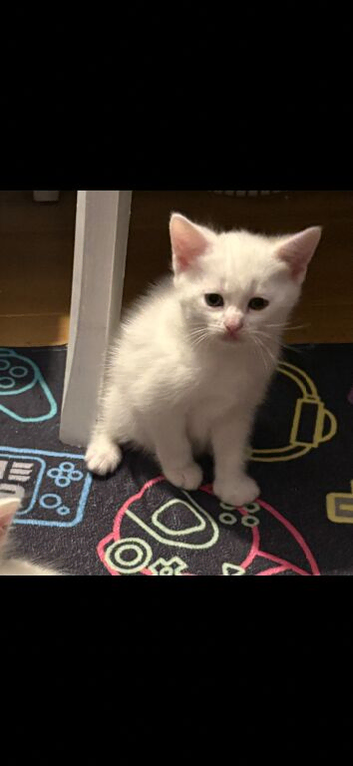 Japanese bobtail cross