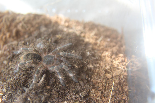 Tarantulas for sale
