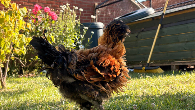 frizzled Polish Cockerel