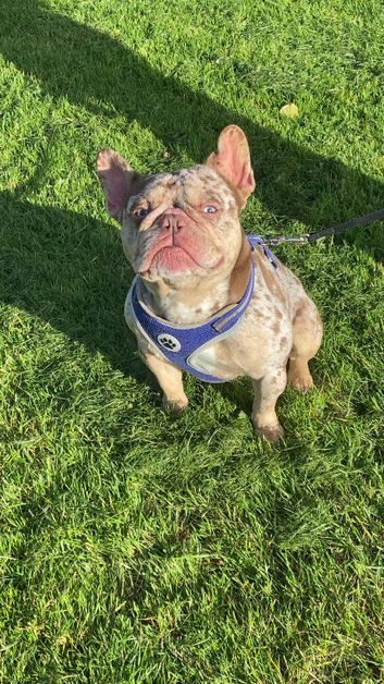 Merle boy frenchie