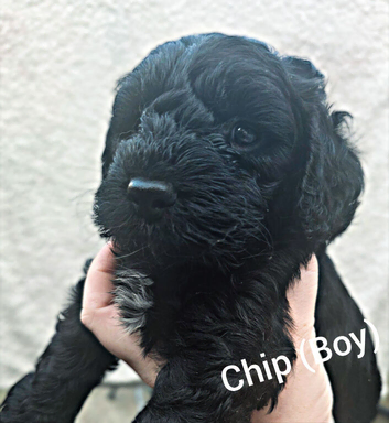 F1 Cockapoo Puppies