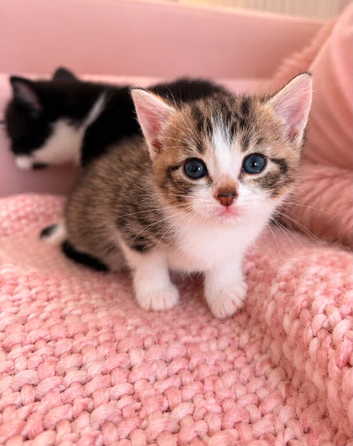 Adorable Kitties!