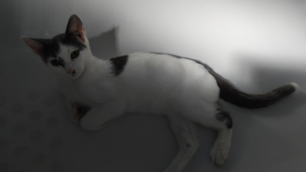 Cats need rehome