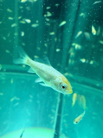 KOI FRY 6-8 weeks old. 10 for £10
