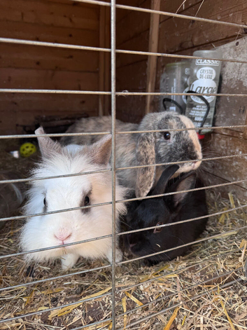 Trio of female bunnies