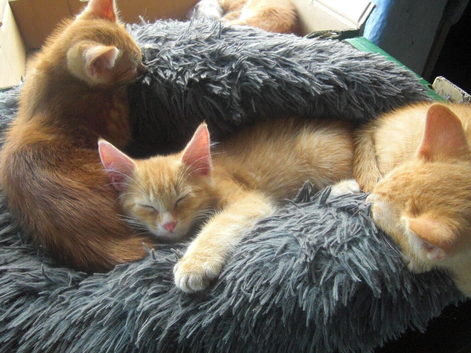 Countryside kittens very cute looking for forever homes
