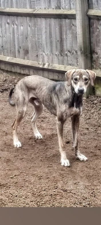Saluki bull greyhound
