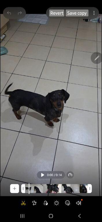 2 year old purebred dachshund