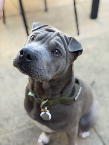 Bull Pei Puppy - Bowie