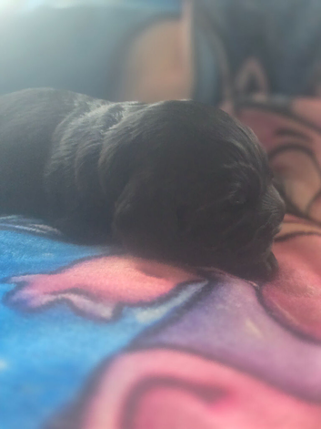 Cocker spaniel puppies*