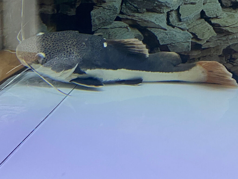 Red tail Catfish 15 inch