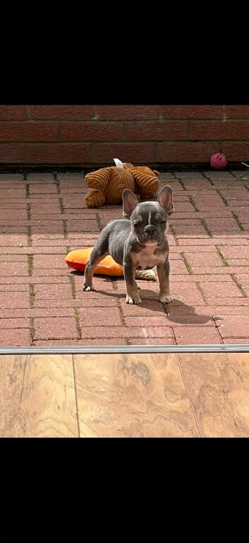 Gorgeous blue tan female