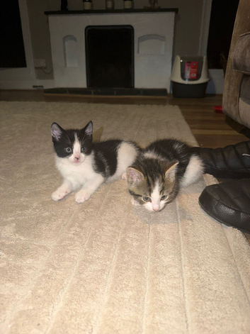 3 kittens half ragdoll, half domestic short hair