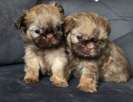 Beautiful Chocolate Shih Tzus