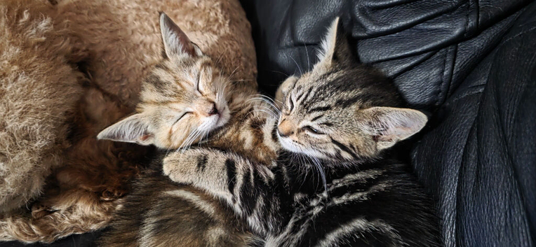 2 gorgeous kittens