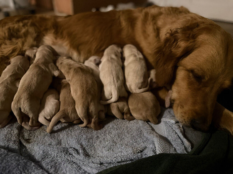 EXCEPTIONALLY BRED GOLDEN RETRIEVERS