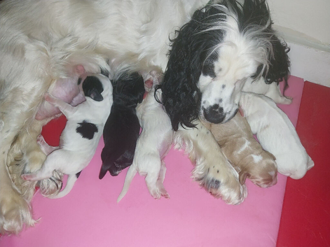 F1b cockapoo puppies