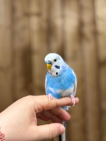 Budgies