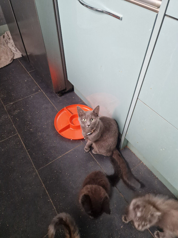 Main Coon x Russian Blue