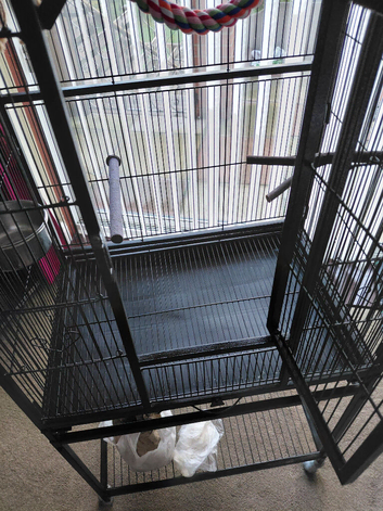 Young kakariki with cage.